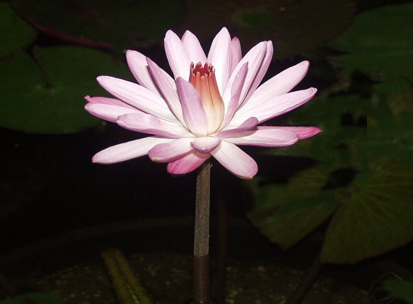 Night Bloomer