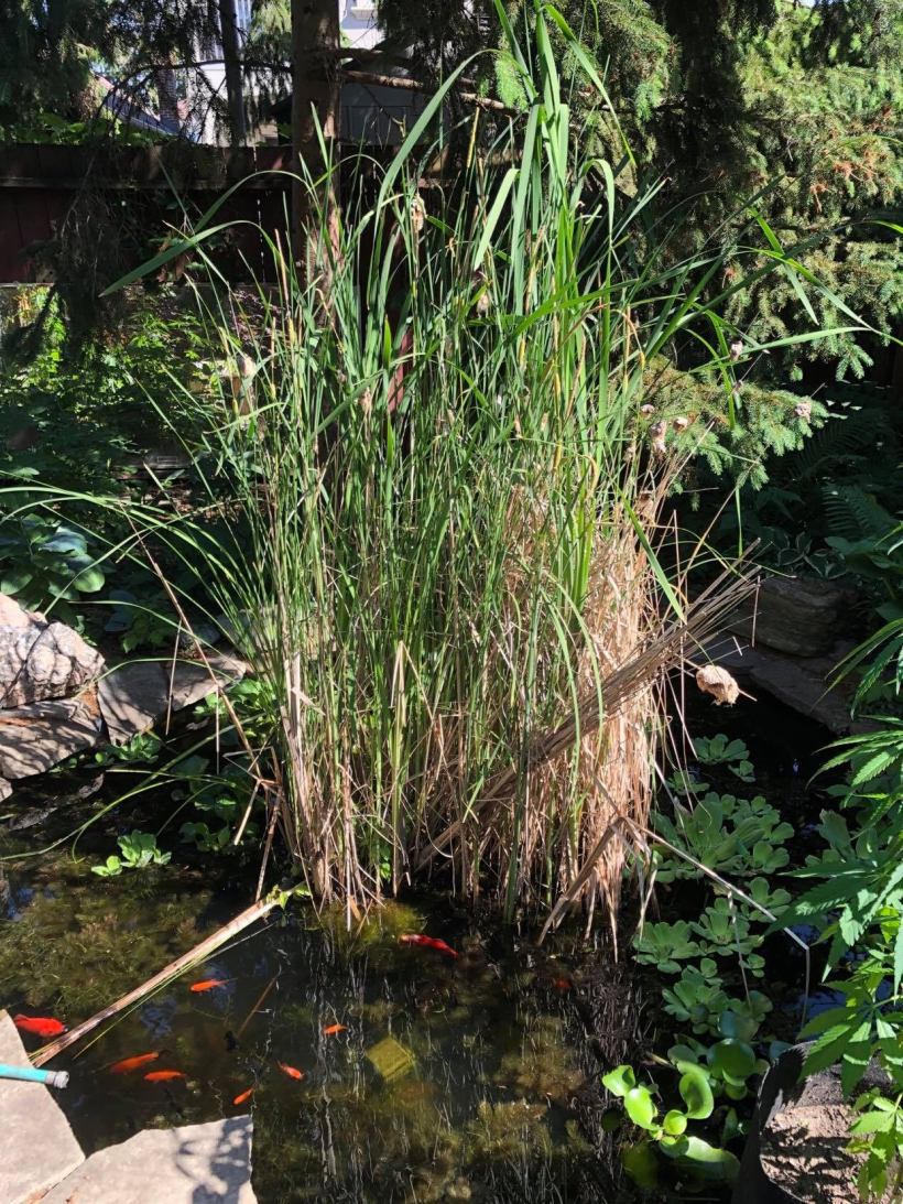 Pond - Cattails June 2021