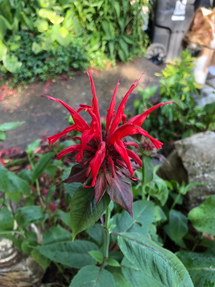 Bee Balm 2