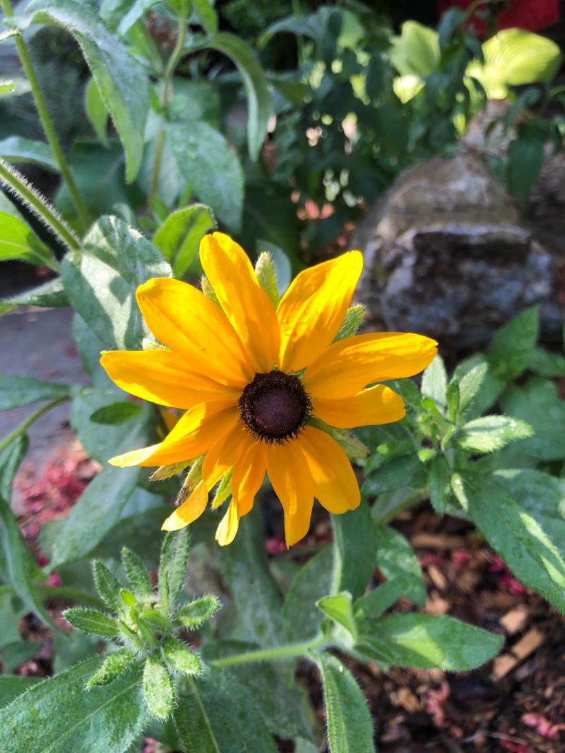 Black Eyed Susan 2
