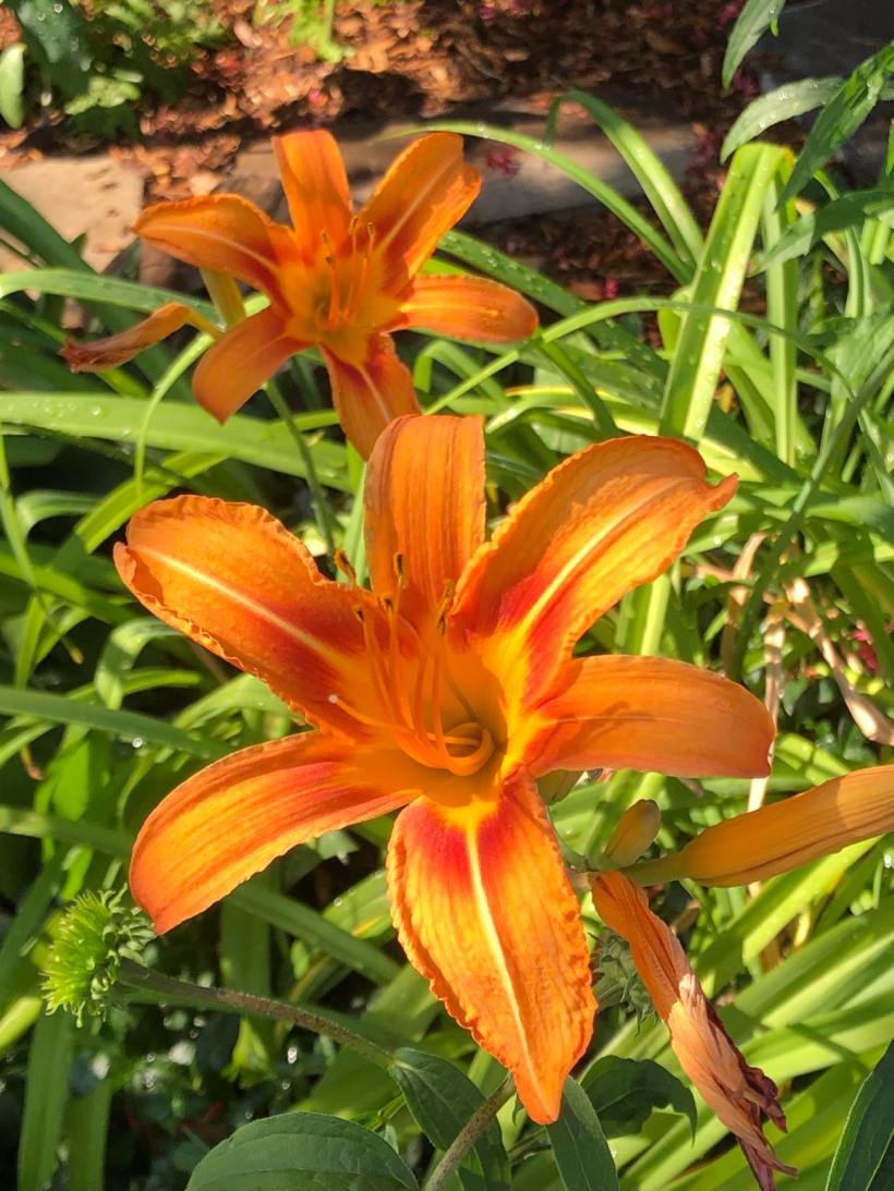 Day Lilies